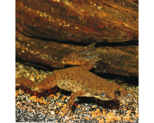 Africká žaba pazúriková v akváriu