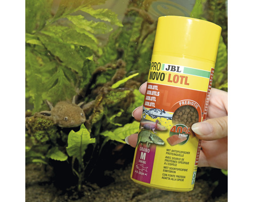 Krmivo JBL Pro Novo Lotl v dóze s axolotlom v akváriu