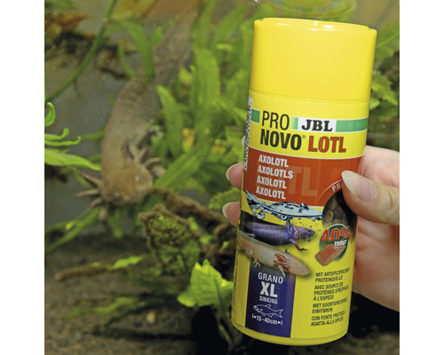 Krmivo pre axolotly JBL Novo Lotl v plechovke s axolotlom v akváriu