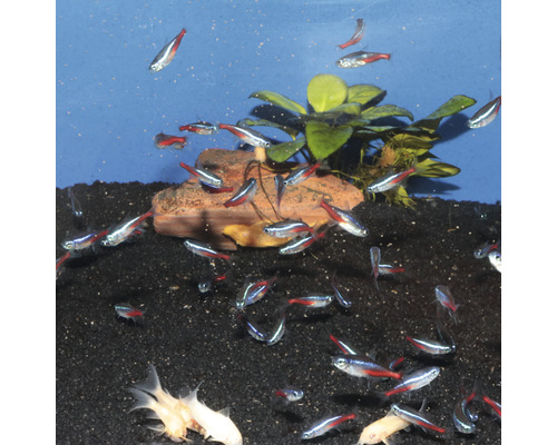 Akvárium s neonkami, rastlinami a kameňmi na tmavom štrku