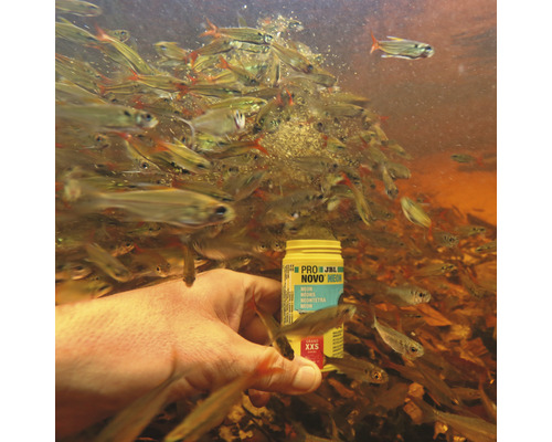 Ruka kŕmi neonky krmivom pre ryby JBL Novo Neon