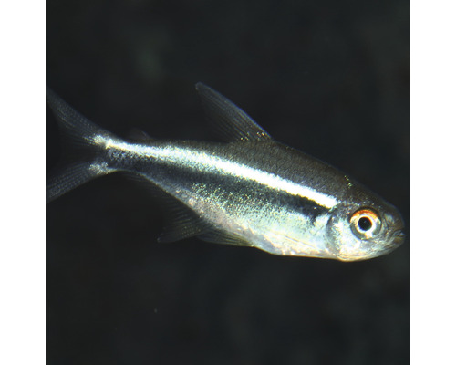 Tetra neónová ryba pre akváriá