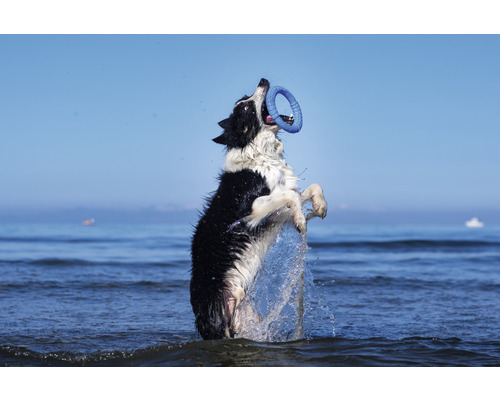 Pes skáče vo vode a chytá hračku.