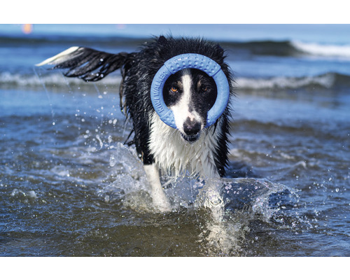 Pes aportuje kruh vo vode.