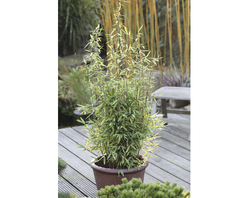 Bambusová rastlina v kvetináči na drevenej terase