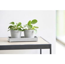 Dve rastliny Pilea pépéromioides v sivých kvetináčoch s podšálkou na stole.