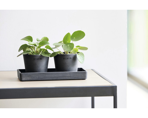Dve rastliny Pilea pestované v sivých kvetináčoch od spoločnosti Ecopots na obdĺžnikovej podložke na stole.