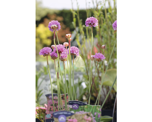 Trávnička prímorská FloraSelf Armeria maritima 'Splendens Perfecta' 5-15 cm kvetináč 0,5 l