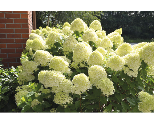 Metlinatá hortenzia v záhradnom záhone