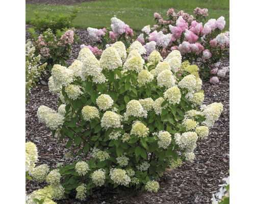 Metlinatá hortenzia v záhradnom záhone so svetlými kvetmi