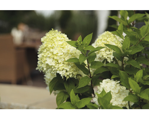 Detailný záber kvetu hortenzie so zelenými listami