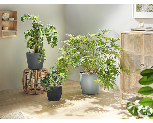 Izba s rôznymi izbovými rastlinami v kvetináčoch