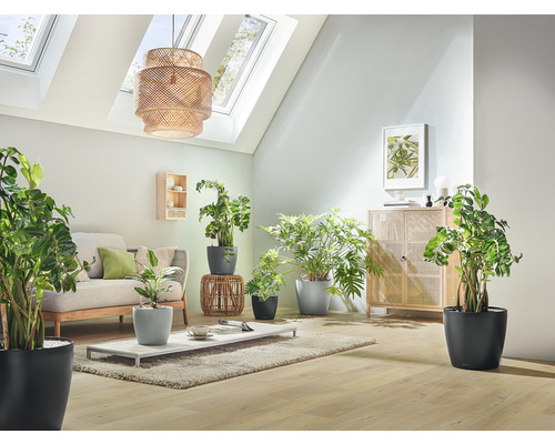 Obývacia izba s pohovkou, stolom a rôznymi izbovými rastlinami v kvetináčoch