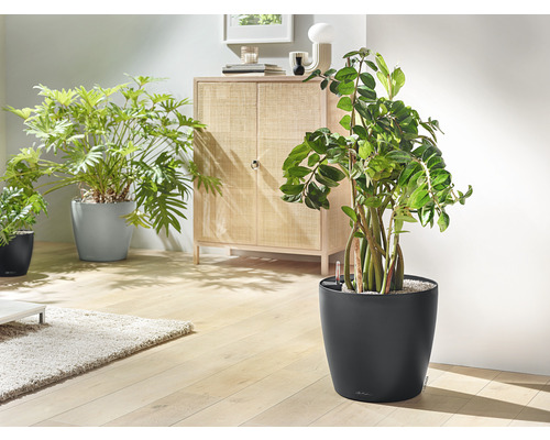 Obývacia izba s izbovými rastlinami v kvetináčoch a skrinkou