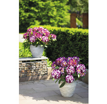 Dva kvetináče s rododendrónmi v záhrade.