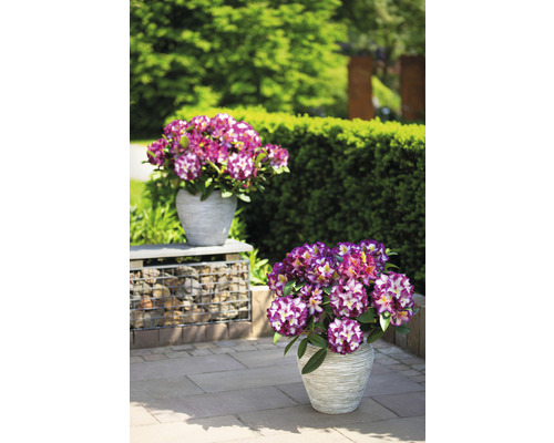 Dva kvetináče s rododendrónmi v záhrade.