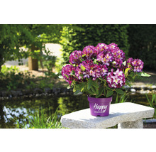 Fialovo-biely rododendron v kvetináči na kamennej lavici