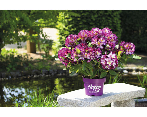 Fialovo-biely rododendron v kvetináči na kamennej lavici