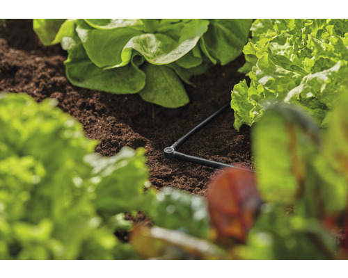 Zavlažovací systém v šalátovom záhone s kvapkovou hadicou