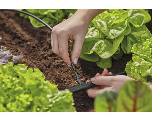 Osoba inštaluje zavlažovací systém medzi šalátmi v záhrade.