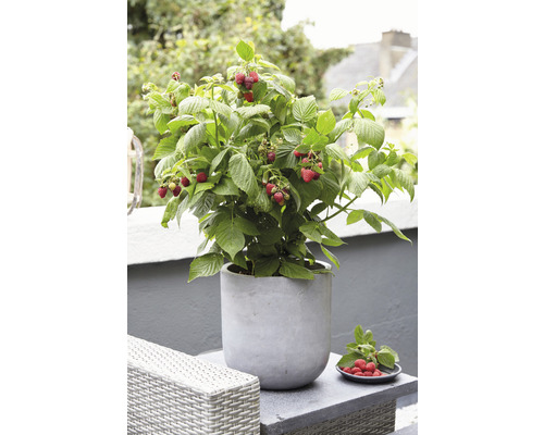 Maliník v kvetináči so zrelými plodmi