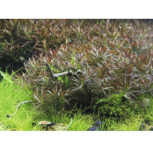 Detail akvarijných rastlín