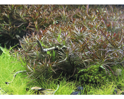 Detail akvarijných rastlín