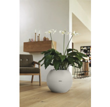 Rastlina s bielymi kvetmi v okrúhlom kvetináči v obývacej izbe