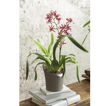 Orchidea v hnedom kvetináči umiestnenom na knihách.