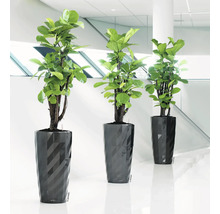 Tri izbové rastliny v štruktúrovaných kvetináčoch na podlahe