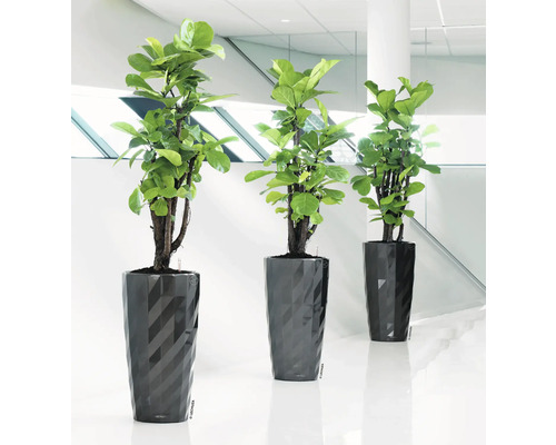 Tri izbové rastliny v štruktúrovaných kvetináčoch na podlahe