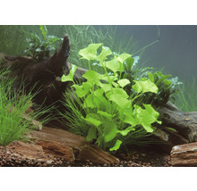 Akvárium zdobené vodnými rastlinami, kameňmi a koreňovým drevom