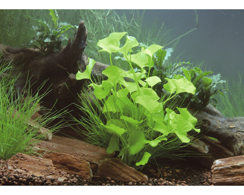 Akvárium zdobené vodnými rastlinami, kameňmi a koreňovým drevom