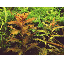 Detail akvarijných rastlín