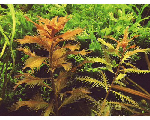 Detail akvarijných rastlín