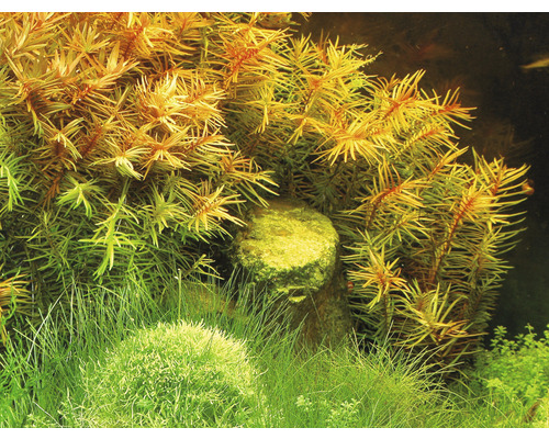 Dekorácia akvária s vodnými rastlinami a kameňom