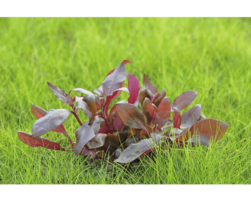 Akvarijná rastlina s červenkastými listami v tráve