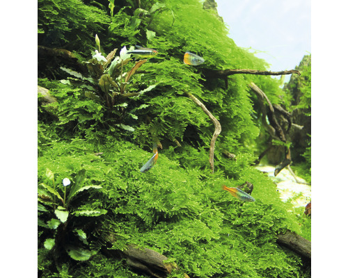 Akvárium s machom a rybami