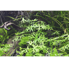 Akvarijné rastliny s drevom