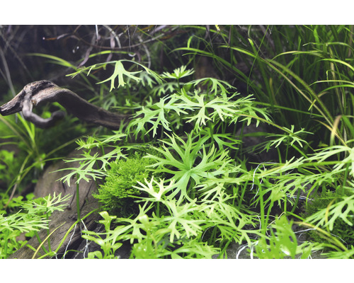 Akvarijné rastliny s drevom