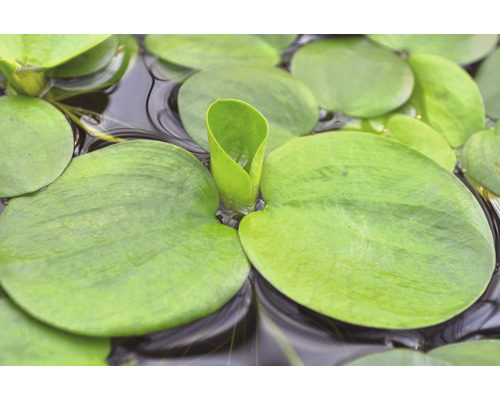 Detailný záber na Pista plávajúca, jazierkovú rastlinu
