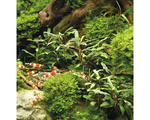 Akvárium s krevetami a rastlinami