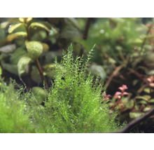 Akvárium s jávskym machom