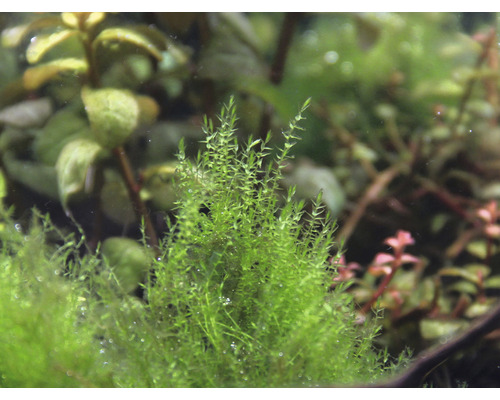 Akvárium s jávskym machom