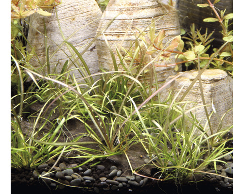 Akvárium s šidlatkou a ozdobnými kameňmi