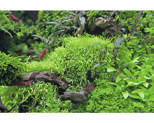 Akvárium s vodnými rastlinami a trpasličími krevetami