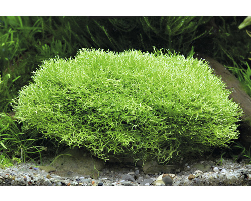 Akvarijná rastlina Koralový mach v akváriu