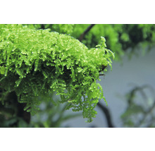 Detailný záber jávskeho machu pre akváriá