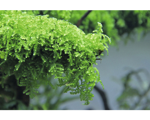 Detailný záber jávskeho machu pre akváriá