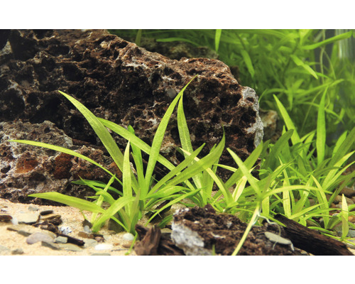 Akvárium s kameňmi a šípatkou šídlatou